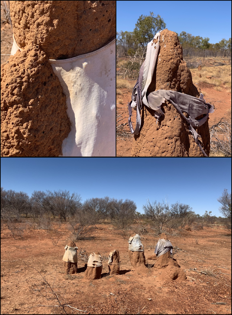 What the termite mound 'snowmen' of the NT can tell us about human nature