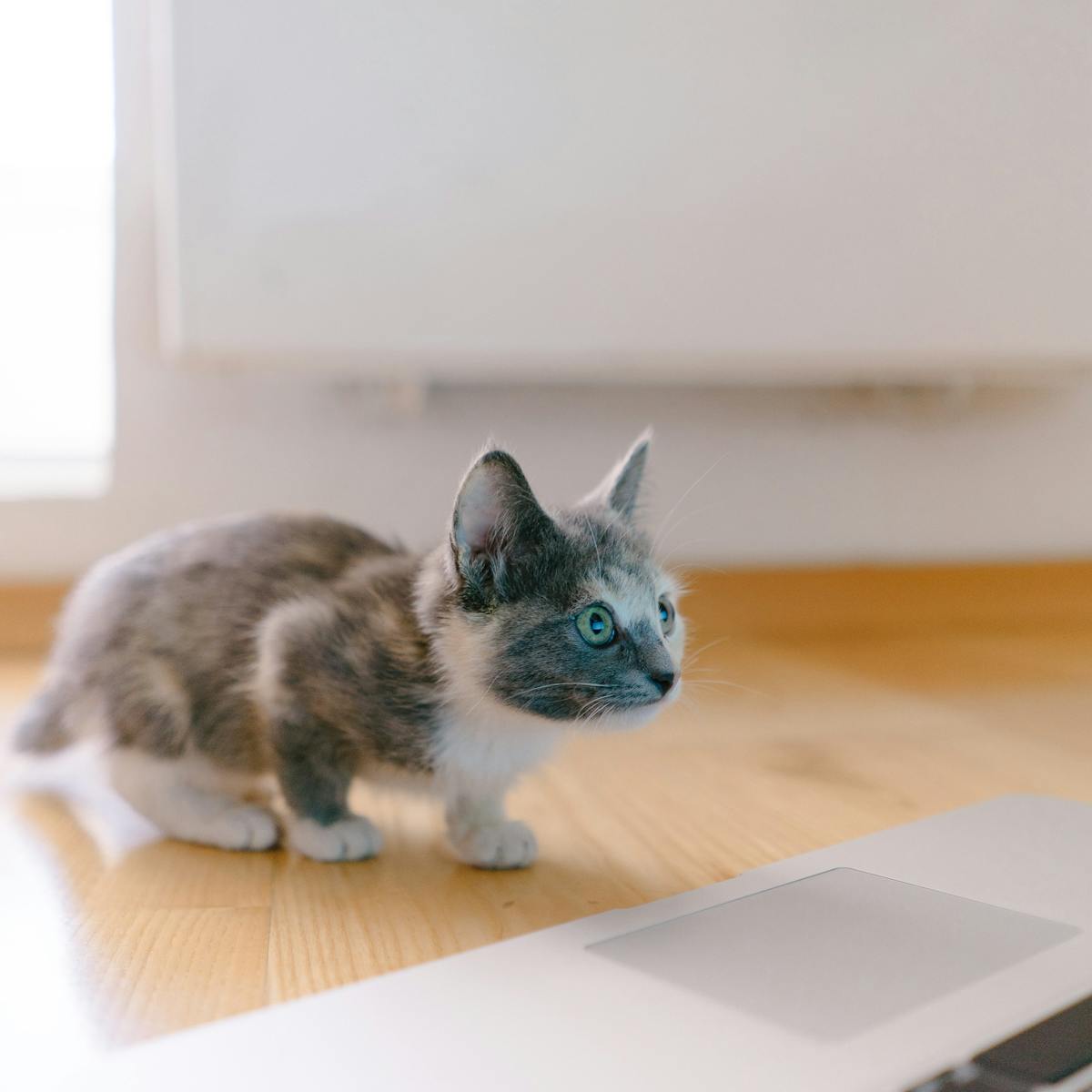 Pourquoi Votre Chat Est Nul Aux Echecs Et Pourtant Plus Intelligent Qu Une Ia Pourquoi Votre Chat Est Nul Aux Echecs Et Pourtant Plus Intelligent Qu Une Ia