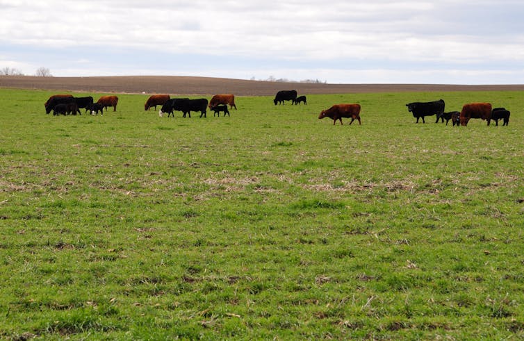 Iowa's farmers – and American eaters – need a national discussion on transforming US agriculture