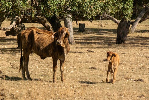 Alan Jones v Scott Morrison on the question of how you feed a cow