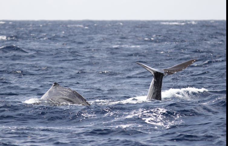Two sperm whales diving together. Felicia Vachon, Author provided