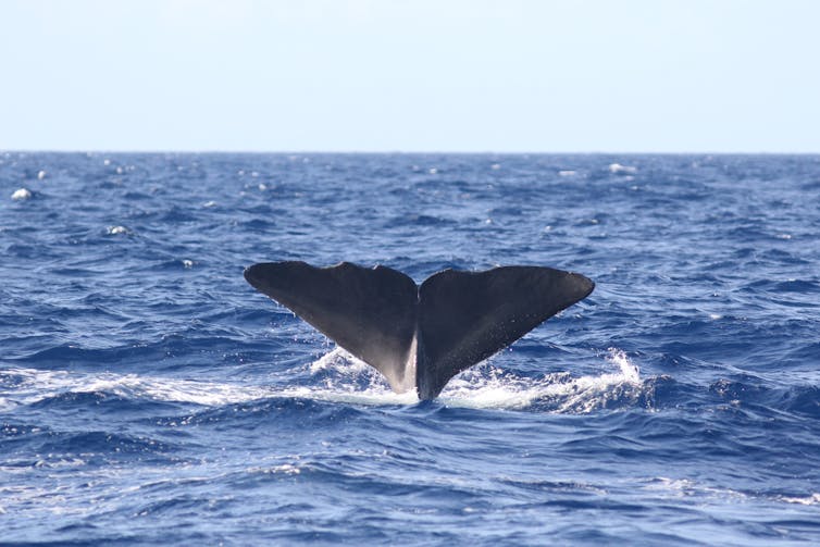 Sperm whale fluke. Felicia Vachon, Author provided