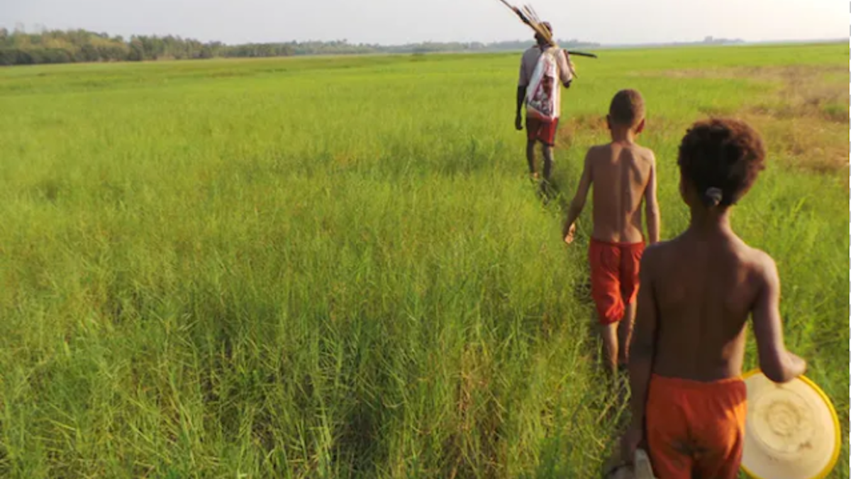 Bagi Orang Marind Di Papua Barat Tanaman Dan Hewan Hutan