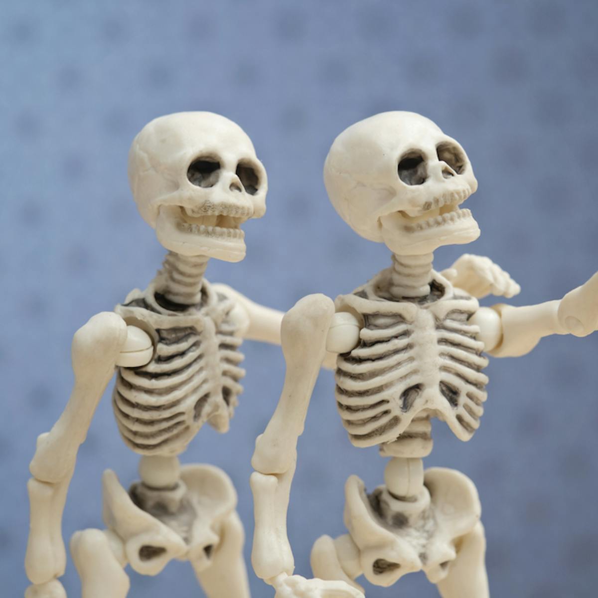 How many bones are in the human body