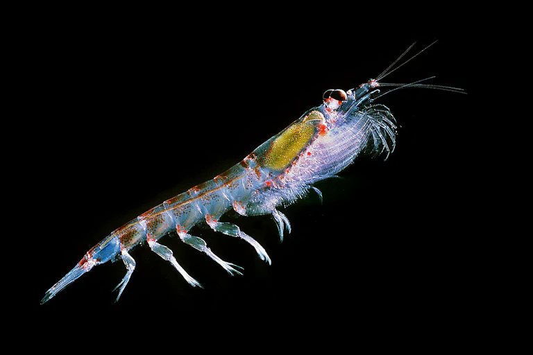 Krillus A view to a krill: warming seas may leave predators hungry
