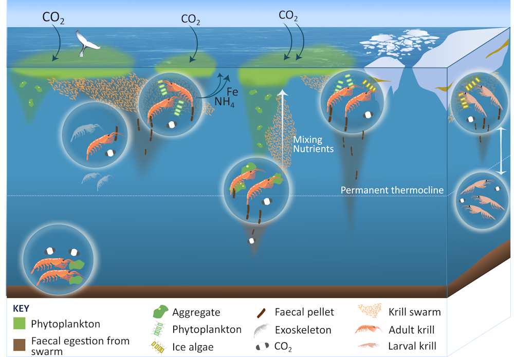 How Antarctic krill fertilise the oceans and even…