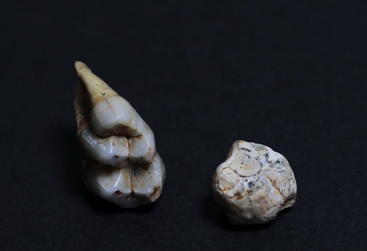 Photograph of 2 monkey teeth