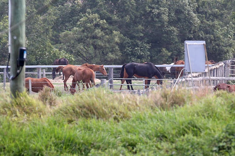 Who's responsible for the slaughtered ex-racehorses, and what can be done?