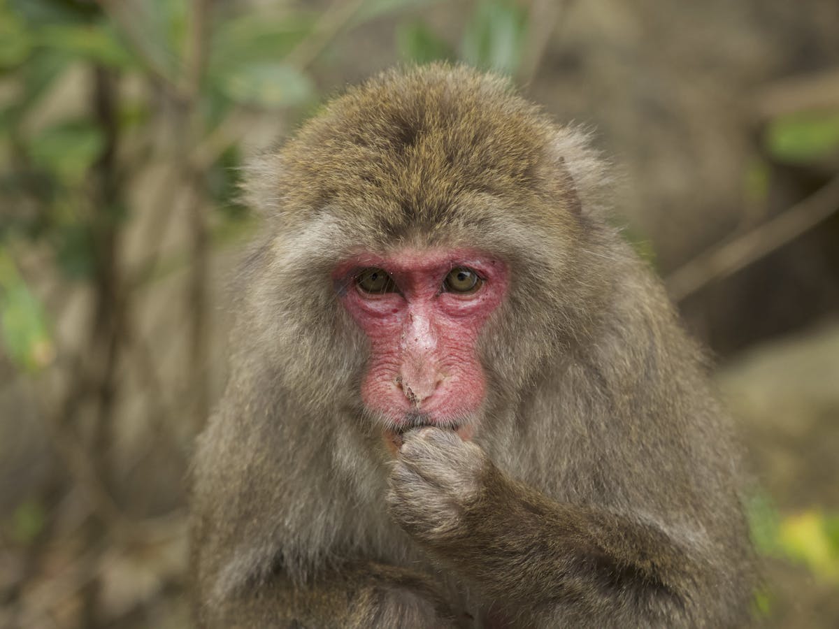 Pourquoi Les Macaques Japonais Ont Ils Le Visage Et Les Fesses Rouges Pourquoi Les Macaques Japonais Ont Ils Le Visage Et Les Fesses Rouges