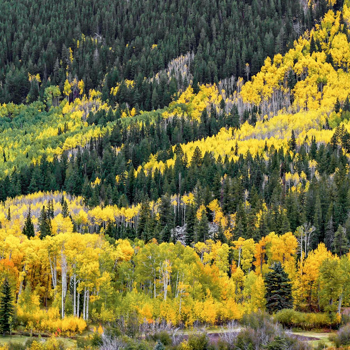 Why Don T Evergreens Change Color And Drop Their Leaves Every Fall