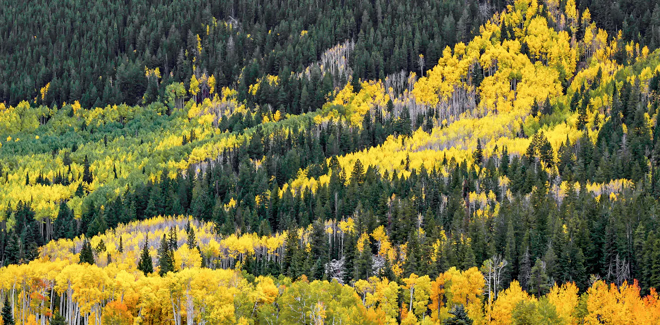 Why Don T Pine Trees Change Color My Heart Lives Here why-don-t-pine-trees-change-color-my-heart-lives-here