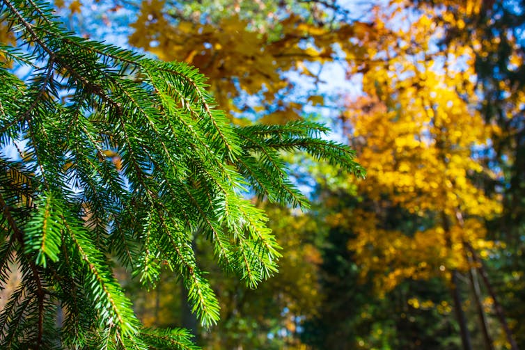 Why don't evergreens change color and drop their leaves every fall?