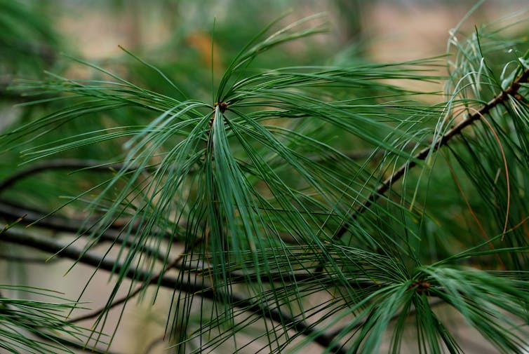 Why don't evergreens change color and drop their leaves every fall?