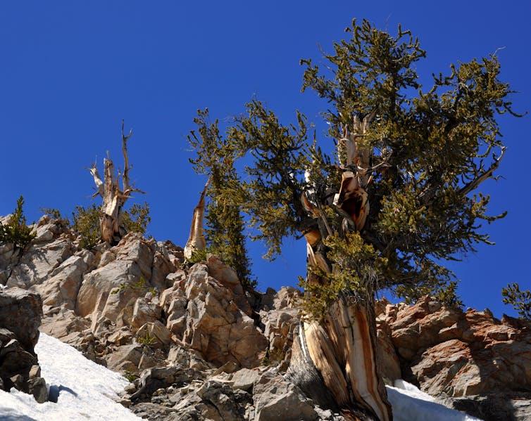 Why don't evergreens change color and drop their leaves every fall?