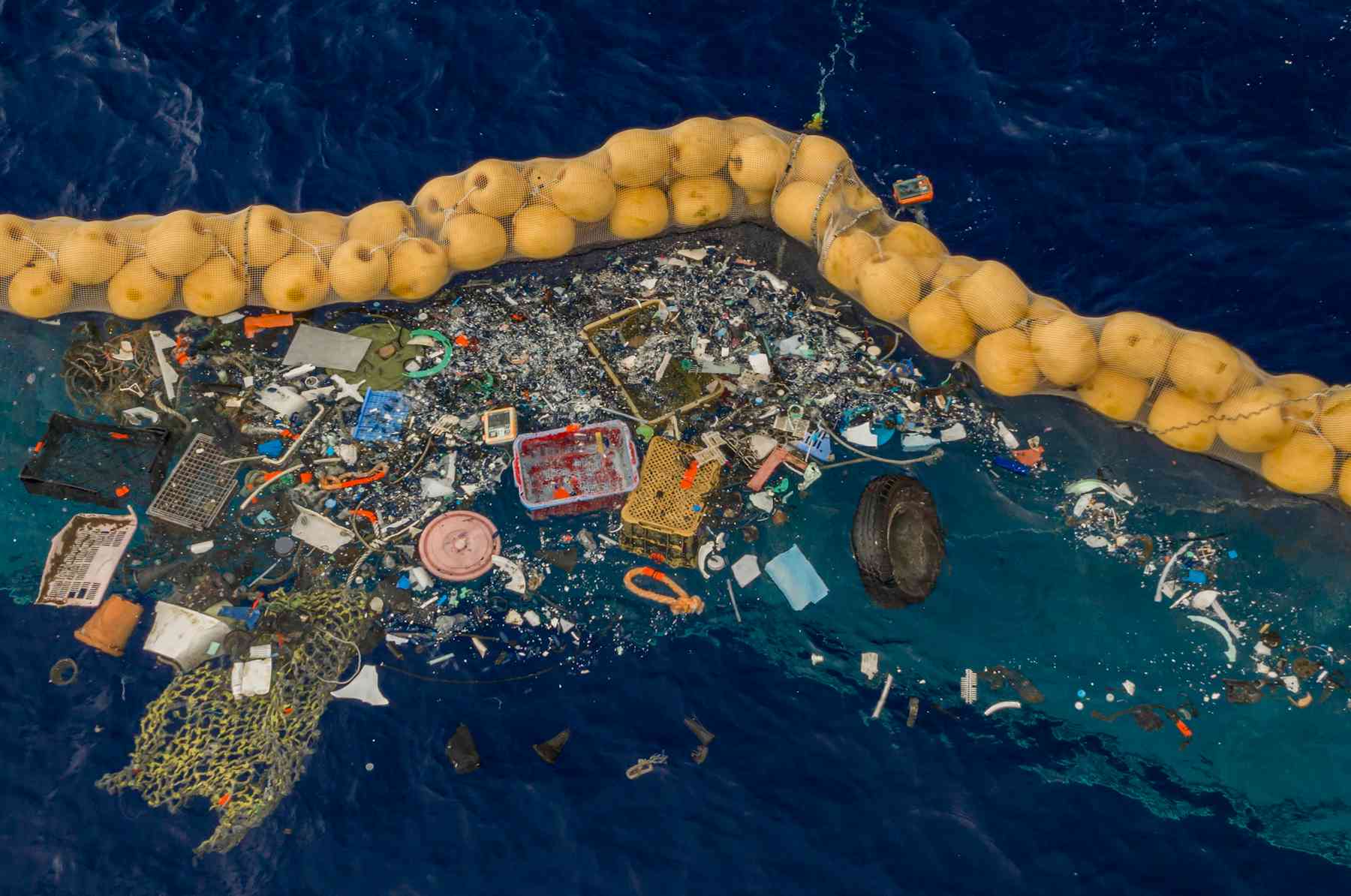 Whales and dolphins found in the Great Pacific Garbage Patch for the