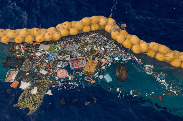 Whales and dolphins found in the Great Pacific Garbage Patch for the first time