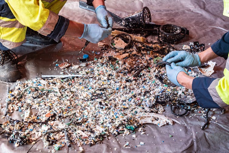 Whales and dolphins found in the Great Pacific Garbage Patch for the first time