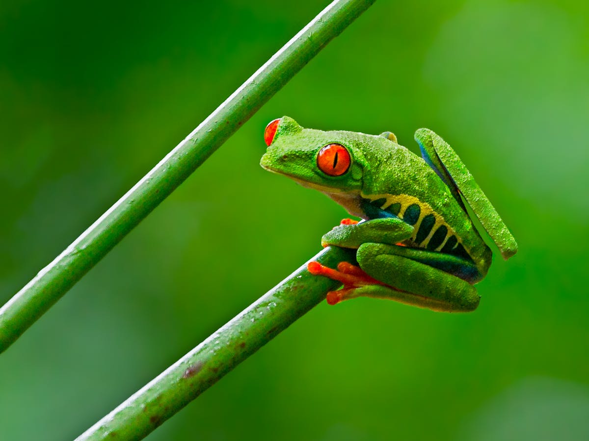 Global pet trade in amphibians is bigger than we thought