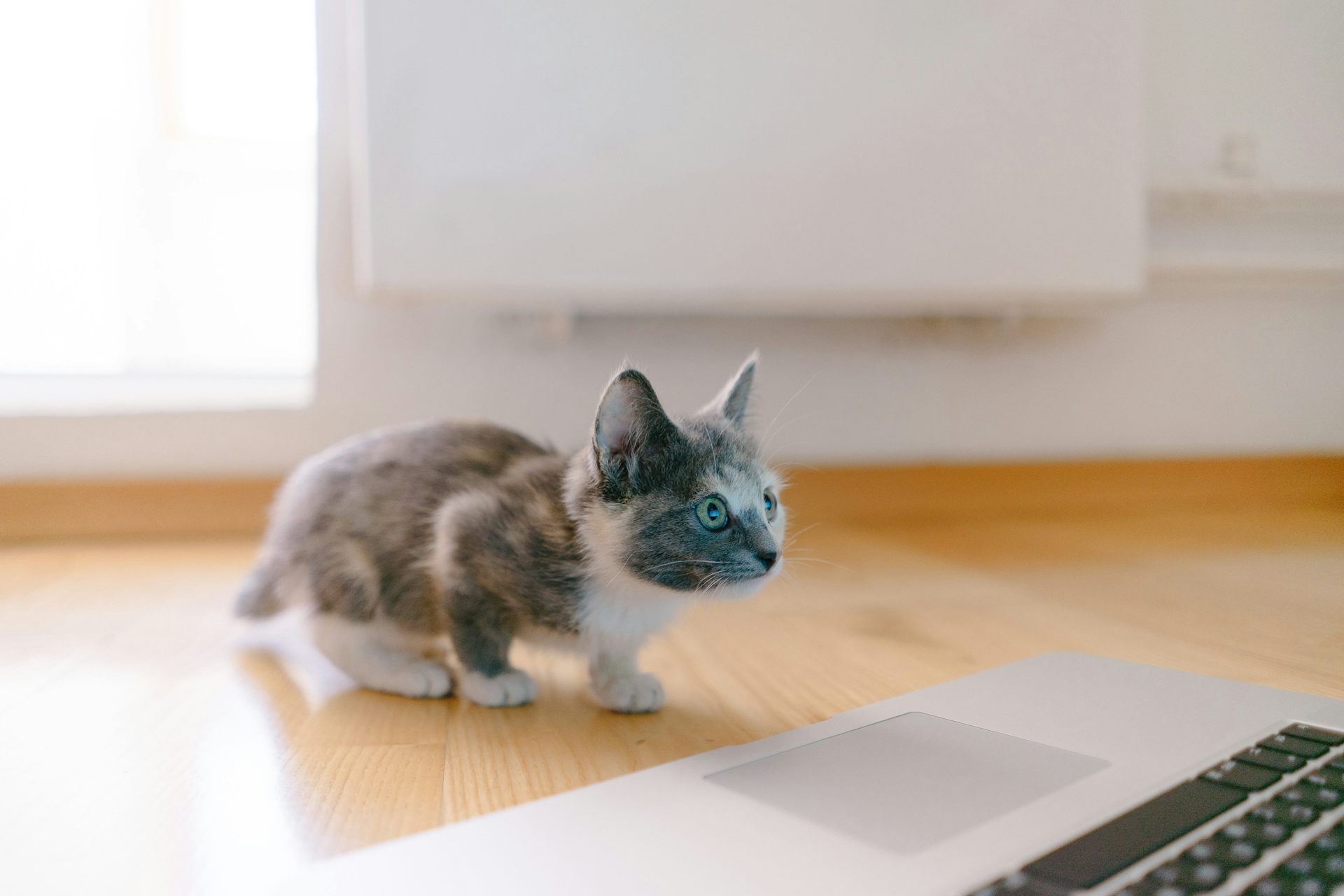 Why your cat is lousy at chess yet way smarter than even the most 