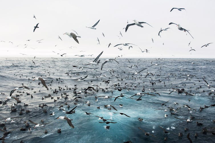 Australia's only active volcanoes and a very expensive fish: the secrets of the Kerguelen Plateau