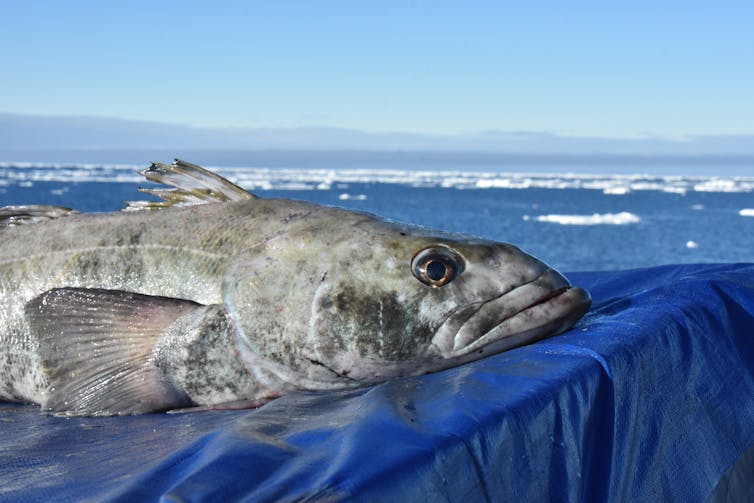 Australia's only active volcanoes and a very expensive fish: the secrets of the Kerguelen Plateau