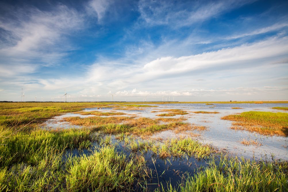 Wetlands do the job of expensive technology, if we let them - The Conversation Africa