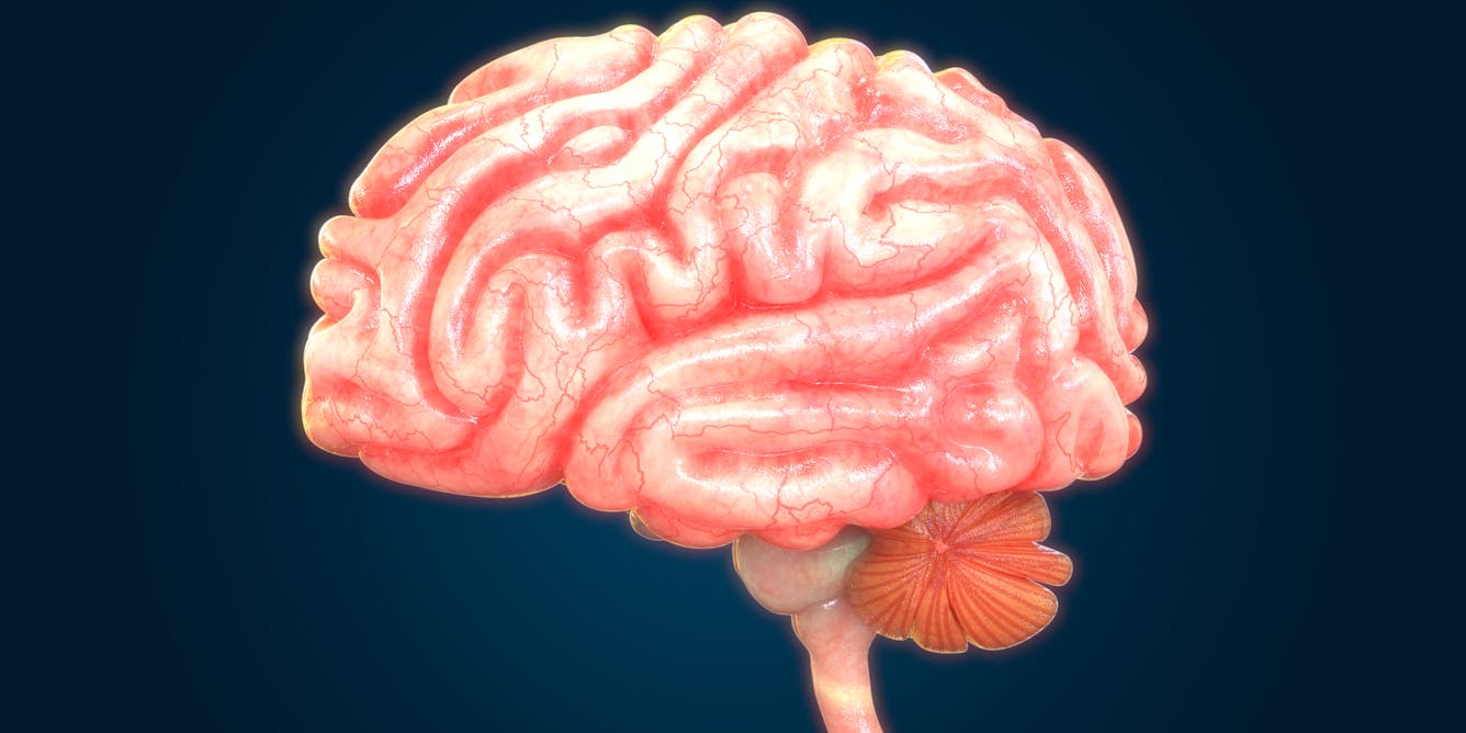 Brain 80. Репродуктивная система головной мозг. Анатомия поделки мозг. Большой мозг процессор 3д.