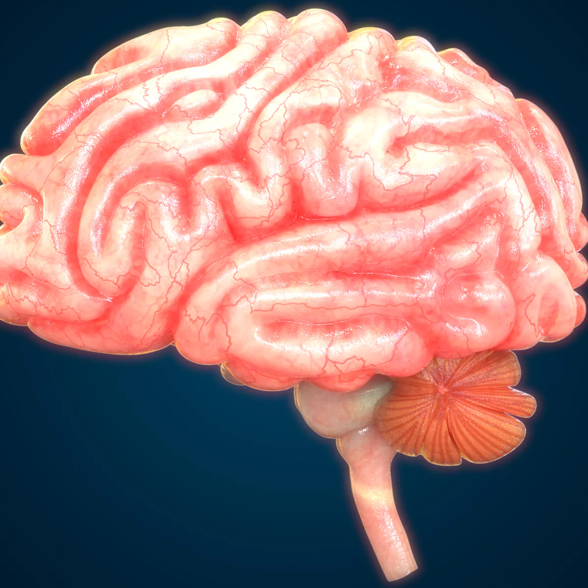 Human Brain For Dummies Slide Reverse