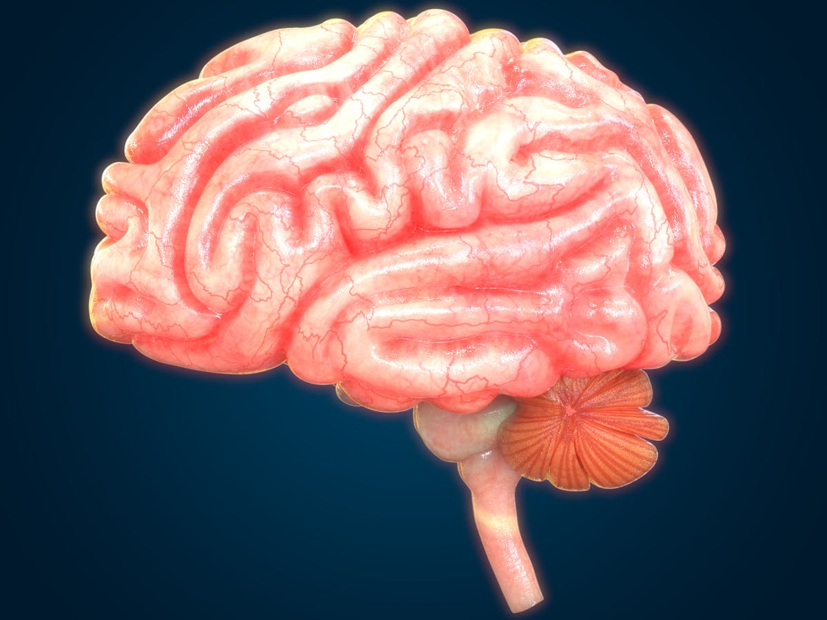 Curious Kids: how does our brain send signals to our body?