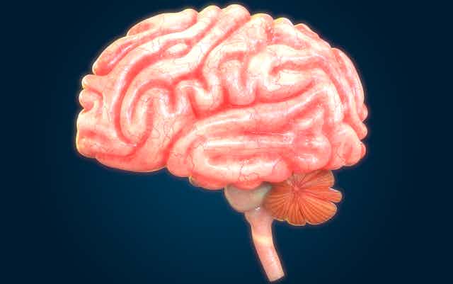 how do signals travel through neurons how do signals travel through neurons