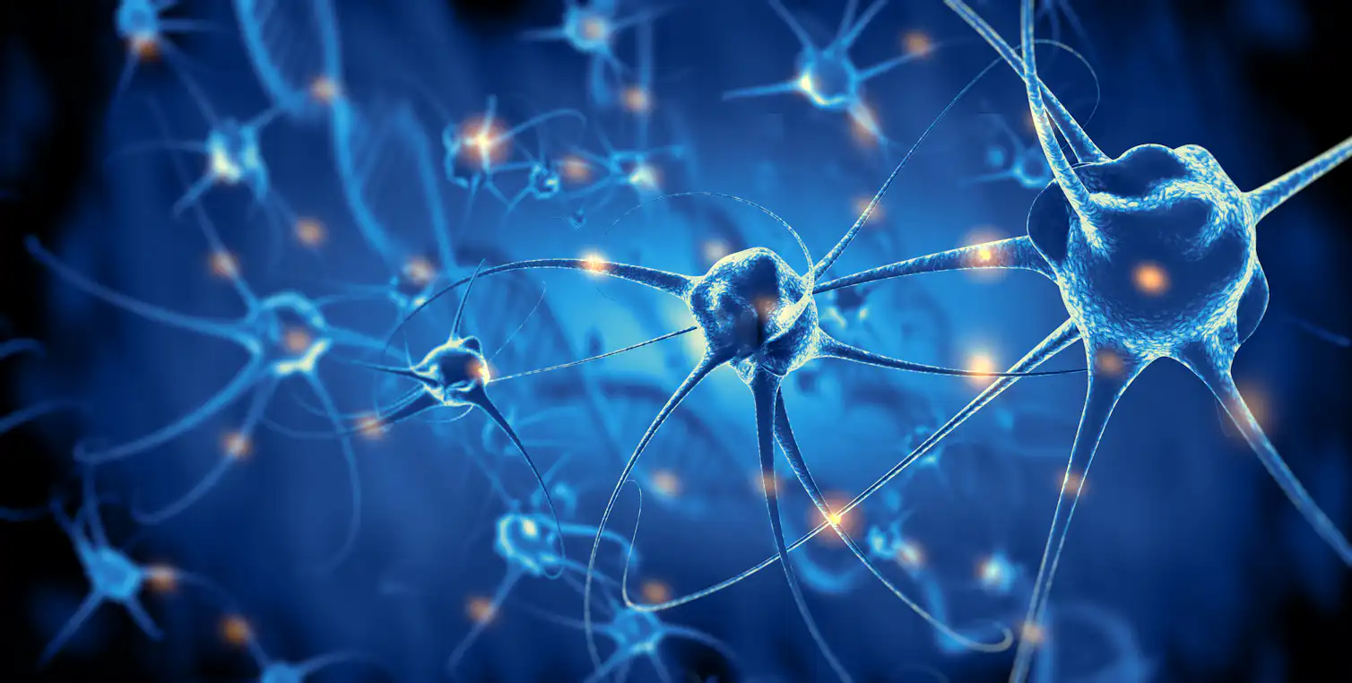 Signals In Brain Curious Kids: how does our brain send signals to our body?