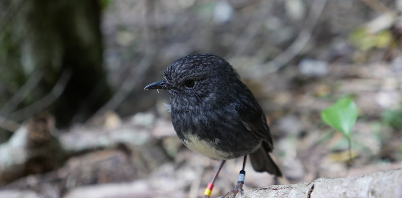 A Small New Zealand Songbird That Hides Food For Later Use Provides Insights Into Cognitive Evolution A Small New Zealand Songbird That Hides Food For Later Use Provides Insights Into Cognitive Evolution