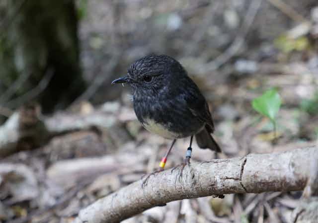 A Small New Zealand Songbird That Hides Food For Later Use Provides Insights Into Cognitive Evolution A Small New Zealand Songbird That Hides Food For Later Use Provides Insights Into Cognitive Evolution