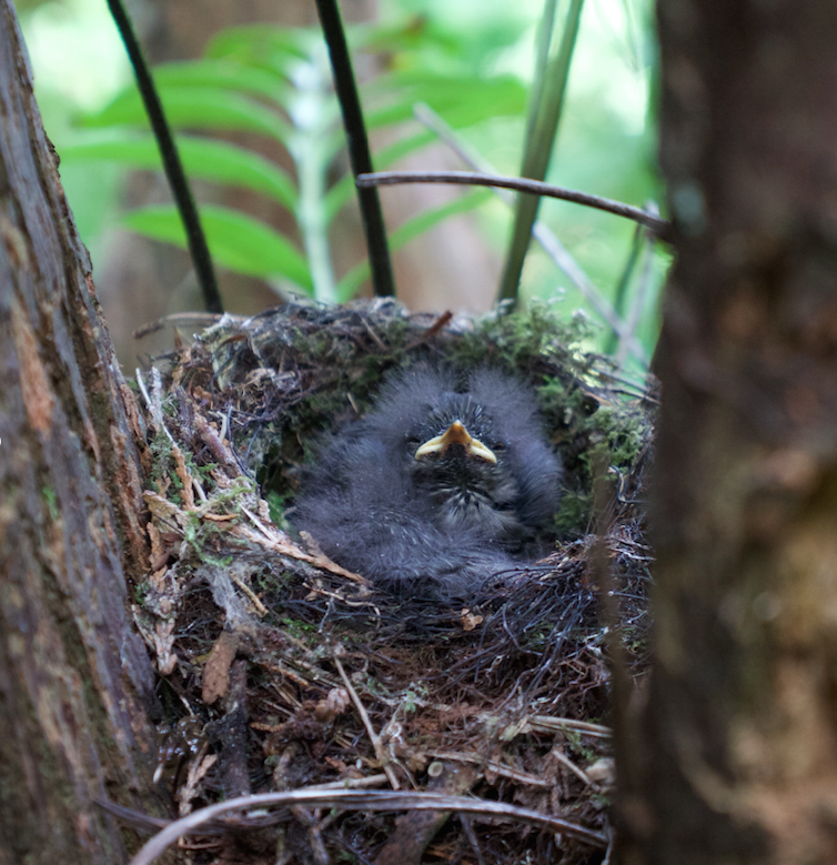 A small New Zealand songbird that hides food for later use provides insights into cognitive evolution