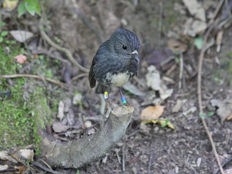 A small New Zealand songbird that hides food for later use provides insights into cognitive evolution