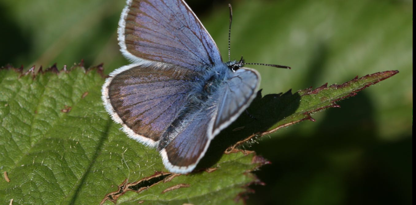 Climate change is forcing butterflies and moths to adapt – but some species can't - The Conversation CA