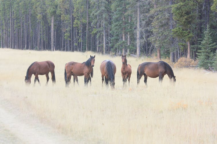 Wild Horses Or Pests How To Control Free Roaming Horses In Alberta