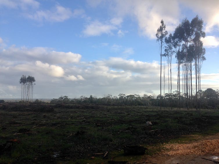 recently harvested blue gum plantation