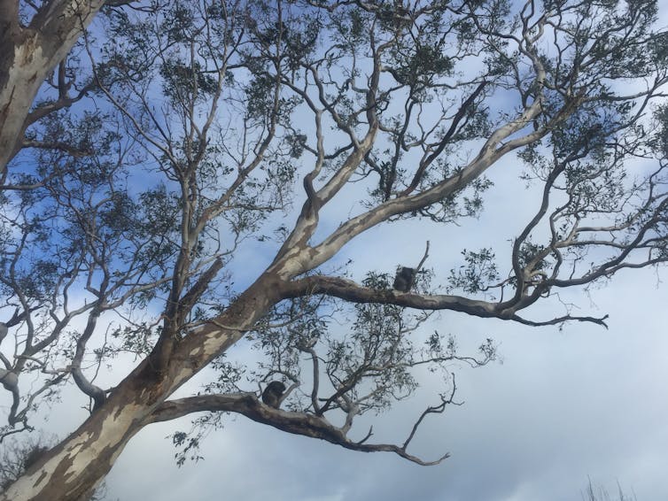 when gum trees are cut down, where do the koalas go?