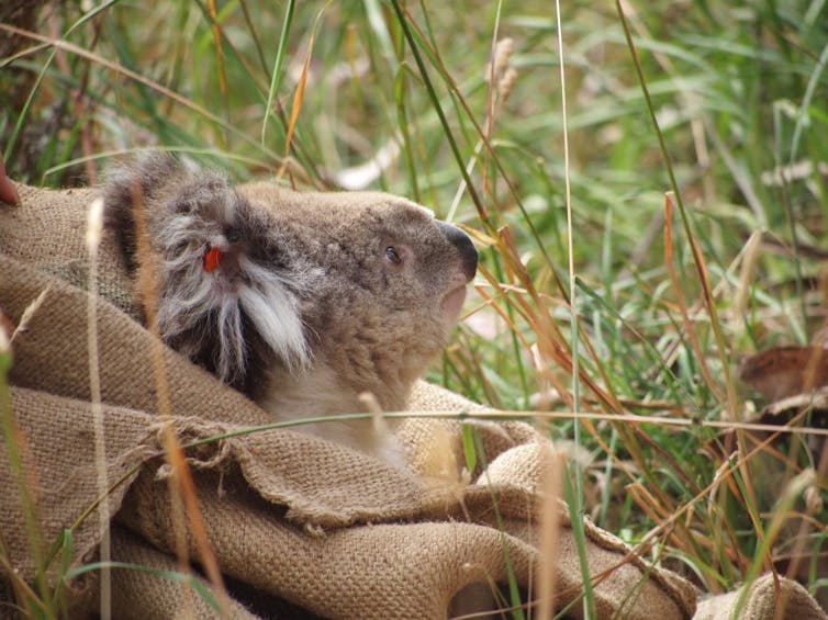 The Blinky Bill effect: when gum trees are cut down, where do the koalas go?