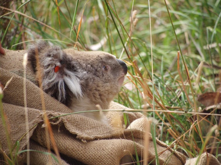 A female koala being released in Bessiebelle