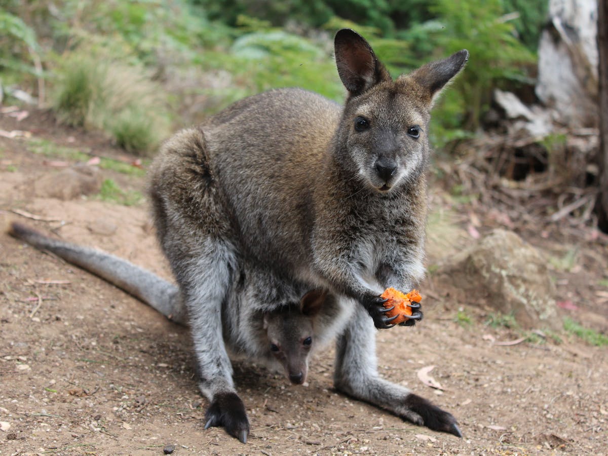 Marsupials Mammals Examples