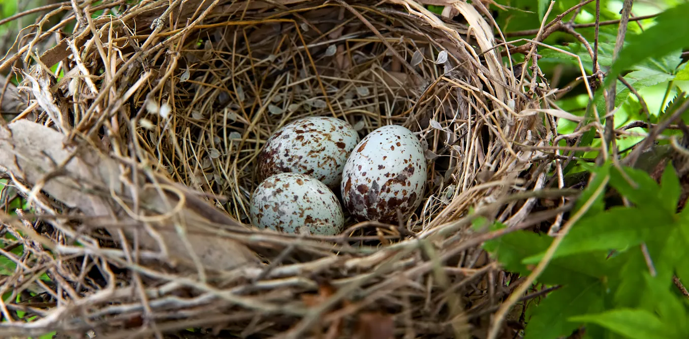 Shell Bird Hot as shell: birds in cooler climates lay darker eggs to keep their ...