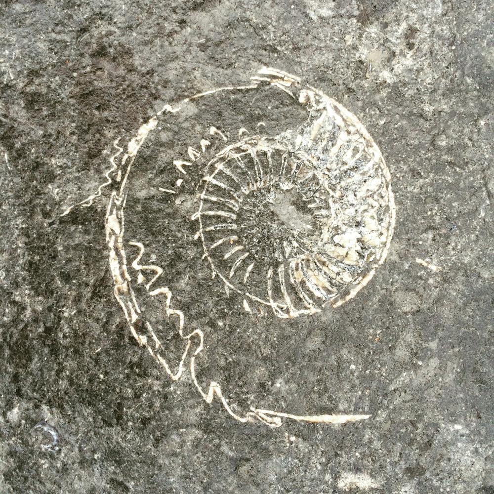 An ammonite fossil found on the Jurassic Coast in Devon. The fossil record can help us estimate prehistoric extinction rates. Corey Bradshaw, Author provided Image