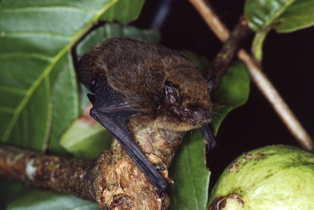 The Christmas Island Pipistrelle was announced to be extinct in 2009, years after conservationists raised concerns about its future. Lindy Lumsden Image