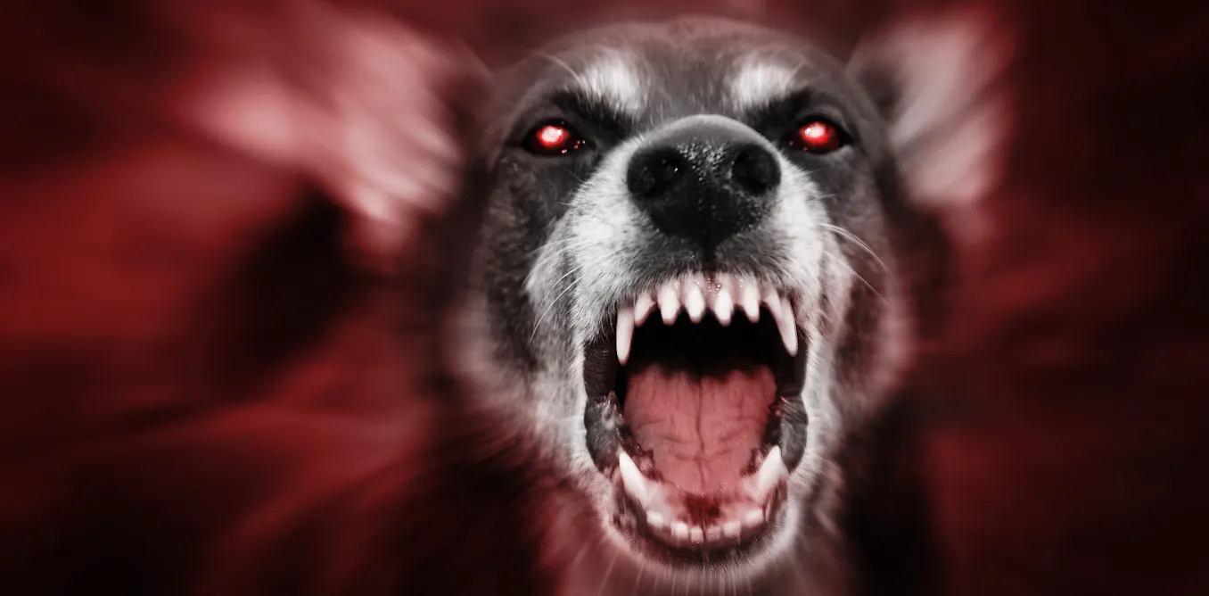 Wolf With Rabies Rabies’ horrifying symptoms inspired folktales of humans turned into ...