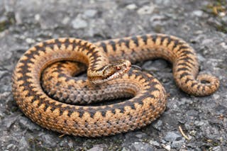 Five Common Words We Re All Using Incorrectly