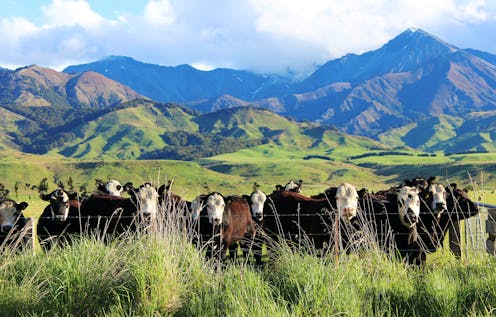 Why water quality should have been an issue when NZ government joined with farm sector to curb emissions