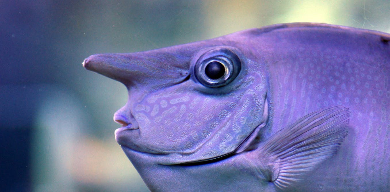 Curious Kids How Do Fish Sleep Curious Kids How Do Fish Sleep