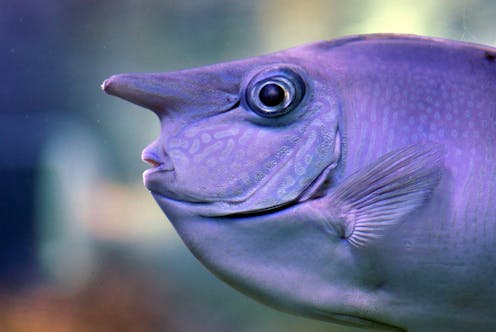 Curious Kids How Do Fish Sleep curious kids how do fish sleep